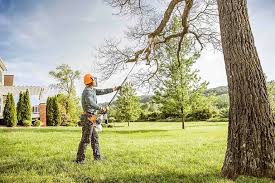 Best Palm Tree Trimming  in Staunton, IL