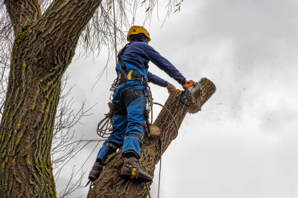 Best Tree Disease Treatment  in Staunton, IL