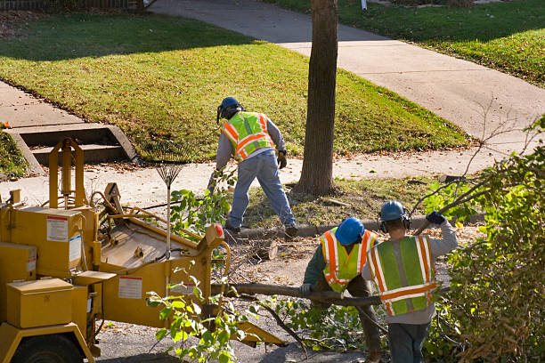 Staunton, IL Tree Services Company