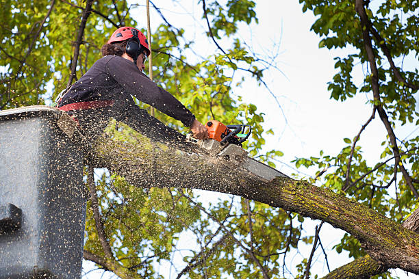 Best Seasonal Cleanup (Spring/Fall)  in Staunton, IL