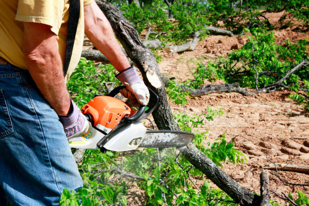 Best Utility Line Clearance  in Staunton, IL